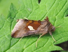 Storflekket metallfly (Autographa bractea)