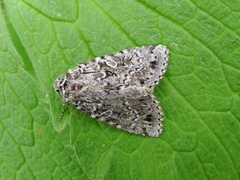 Grått taigafly (Xestia speciosa)