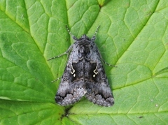 Skogmetallfly (Syngrapha interrogationis)