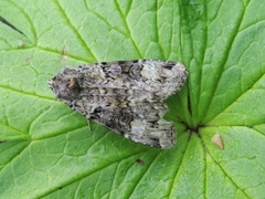 Grønt skogfly (Anaplectoides prasina)