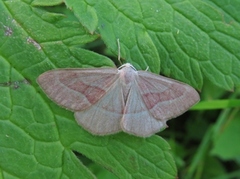 Barskogmåler (Hylaea fasciaria)