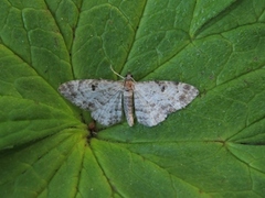 Stor kongledvergmåler (Eupithecia abietaria)