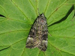 Grønt skogfly (Anaplectoides prasina)