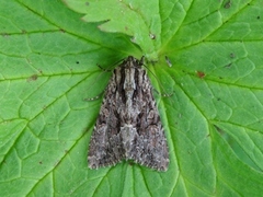 Stort engfly (Apamea monoglypha)