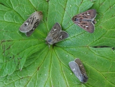 Gressmarkfly (Cerapteryx graminis)