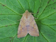 Vinkelfly (Enargia paleacea)