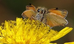 Timoteismyger (Thymelicus lineola)