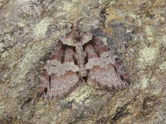 Rustbuskmåler (Hydriomena ruberata)