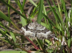 Grå mauremåler (Epirrhoe alternata)