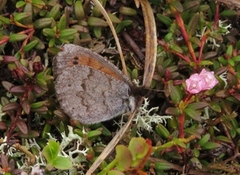 Fjellringvinge (Erebia pandrose)