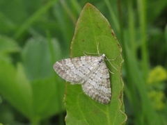 Englundmåler (Perizoma albulata)