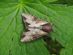 Kileengfly (Apamea crenata)