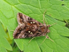 Fiolettbrunt metallfly (Autographa pulchrina)