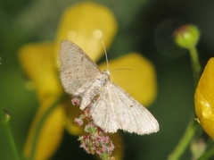 Furudvergmåler (Eupithecia indigata)