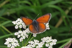 Purpurgullvinge (Lycaena hippothoe)