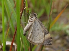 Vinkelskogmåler (Dysstroma citrata)