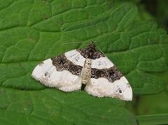 Øyemåler (Cosmorhoe ocellata)