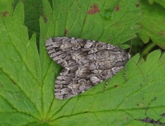 Mørkt skogfly (Eurois occulta)