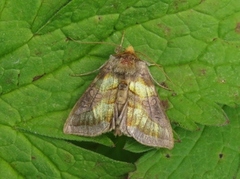 Større båndmetallfly (Diachrysia chrysitis)