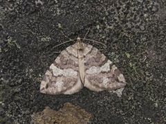 Seljebuskmåler (Hydriomena furcata)