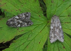 Mørkt skogfly (Eurois occulta)