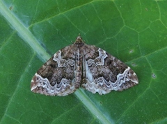 Hagebærmåler (Eulithis prunata)