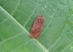 Variabelt flatfly (Conistra vaccinii)