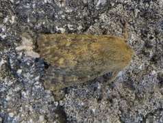 Tempelfly (Dasypolia templi)