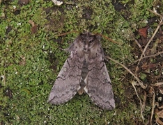 Vårhalvspinner (Achlya flavicornis)