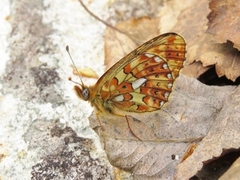 Rødflekket perlemorvinge (Boloria euphrosyne)