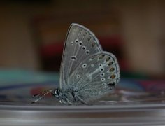 Brun blåvinge (Aricia eumedon)