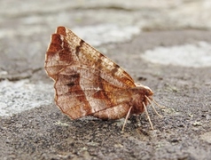 Blek månemåler (Selenia dentaria)