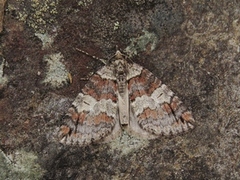 Rustbuskmåler (Hydriomena ruberata)