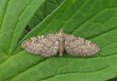 Vinkeldvergmåler (Eupithecia vulgata)