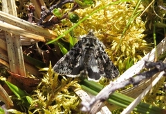 Svartflekkheifly (Anarta melanopa)