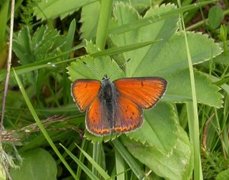 Purpurgullvinge (Lycaena hippothoe)