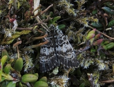 Svartflekkheifly (Anarta melanopa)