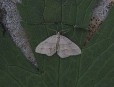 Linjelundmåler (Mesotype parallelolineata)