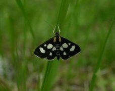 Gullrisengmott (Anania funebris)