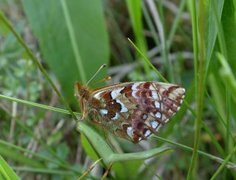 Myrperlemorvinge (Boloria aquilonaris)