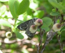 Myrdagfly (Sympistis funebris)