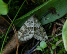 Granbarmåler (Thera variata)