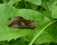 Storflekket metallfly (Autographa bractea)