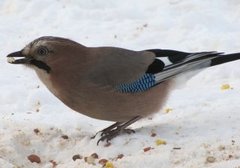 Nøtteskrike (Garrulus glandarius)