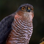 Spurvehauk (Accipiter nisus)