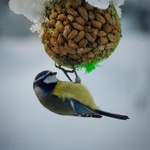 Blåmeis (Cyanistes caeruleus)