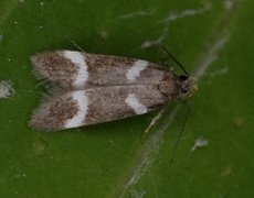 Chionodes lugubrella