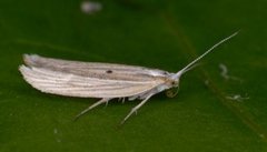 Ypsolopha nemorella