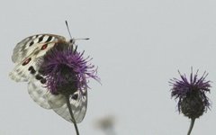 Apollosommerfugl (Parnassius apollo)