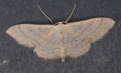 Bueengmåler (Idaea straminata)